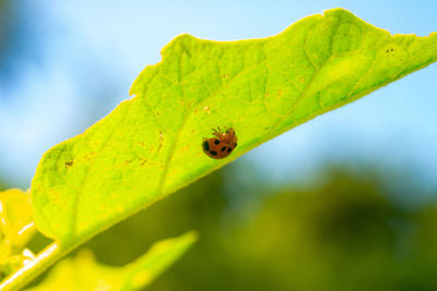 Close-up of insect on leaf