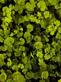Full frame shot of fresh green leaves