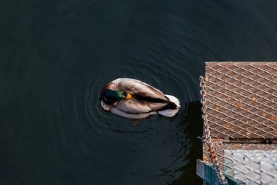 High angle view of turtle in lake