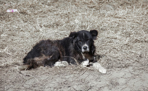 Portrait of dog sitting on field