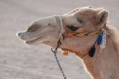 Close-up portrait of camel