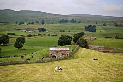 Sheep grazing in pasture