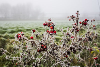 Close-up of red berries on plant