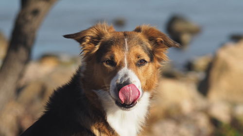 Close-up of dog sticking out tongue