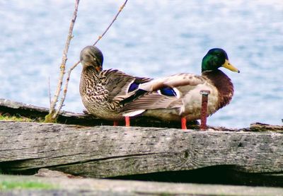 Close-up of mallard duck perching on wood