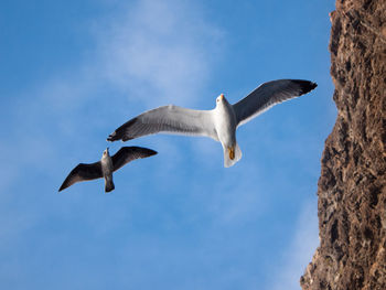 Low angle view of seagulls flying in sky