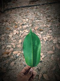 Midsection of person holding leaves on land