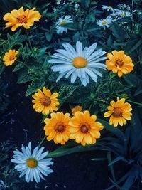 High angle view of yellow daisy flowers