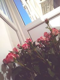 Low angle view of pink roses against building