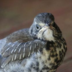 Close-up portrait of owl