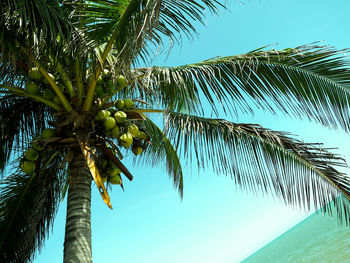 Low angle view of coconut palm tree against sky