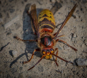 High angle view of insect
