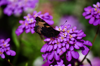 Close-up of butterfly pollinating on purple flower