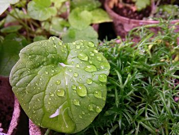 Close-up of water drops on leaf