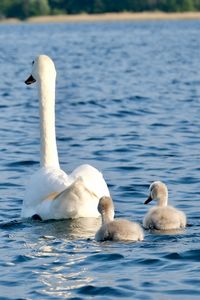 Swans swimming in lake