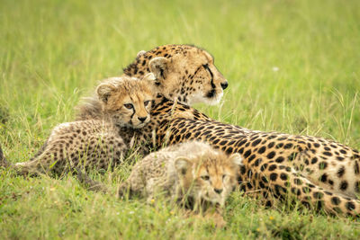 Close-up of cheetah lying with two cubs