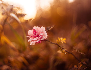 Close-up of pink cherry blossom during sunset