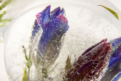 High angle view of fish in container