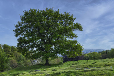 Oak tree on a meadow overlooking svendborg, denmark