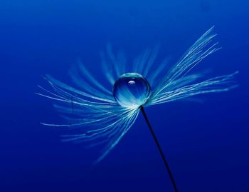 Close-up of water drop on blue flower