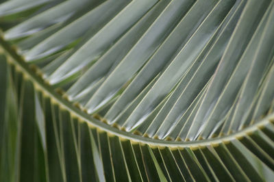 Full frame shot of palm leaves