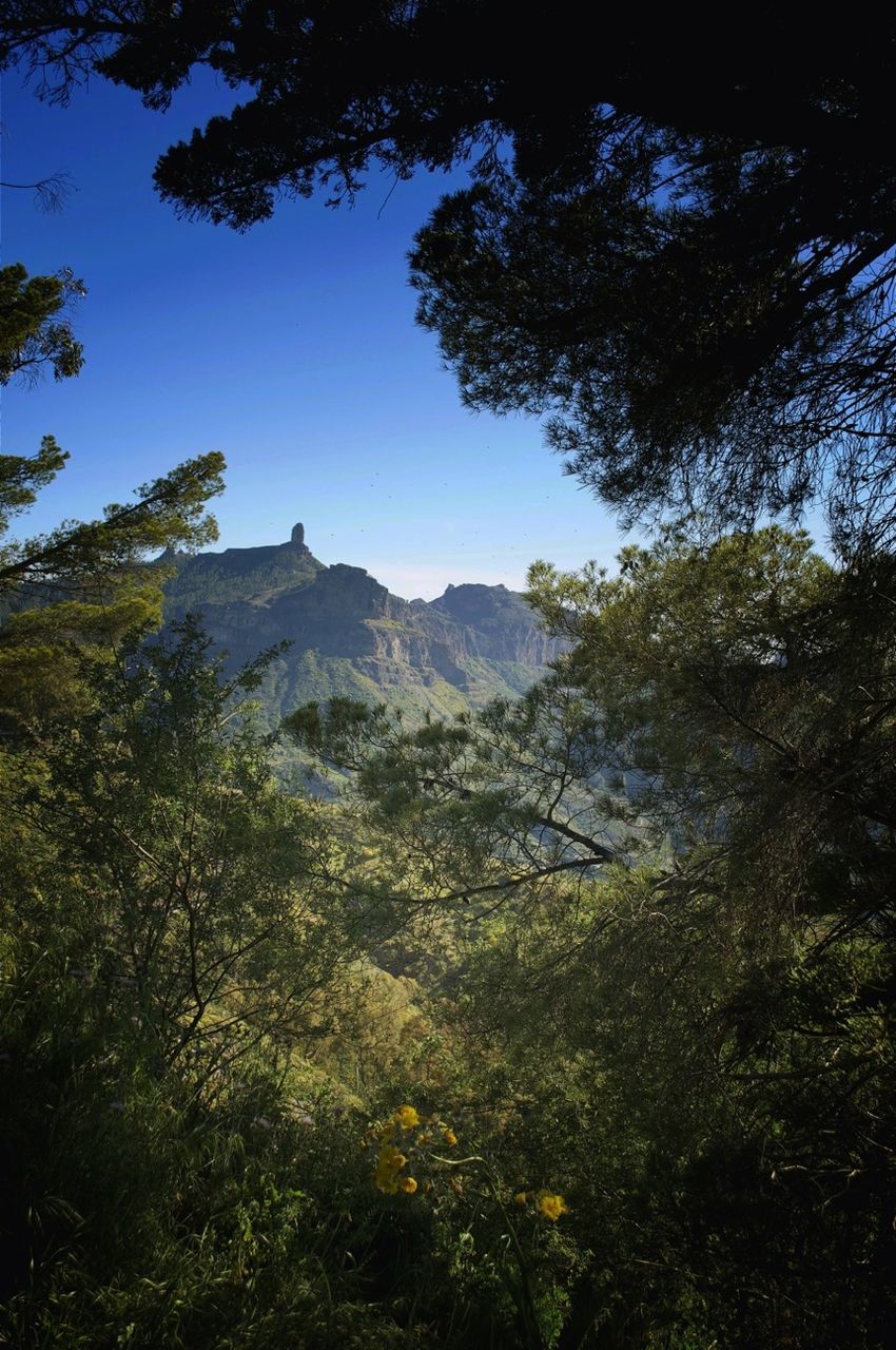 tree, mountain, tranquility, tranquil scene, scenics, beauty in nature, clear sky, landscape, nature, growth, non-urban scene, sky, mountain range, idyllic, forest, non urban scene, day, green color, remote, sunlight