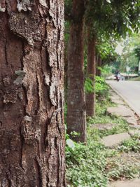 Close-up of tree trunk