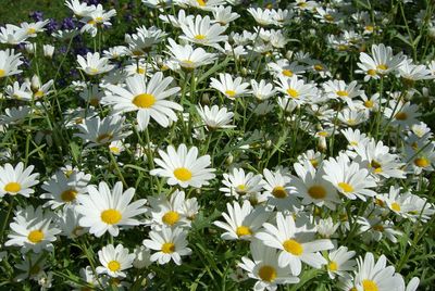 Close-up of white daisy flowers on field