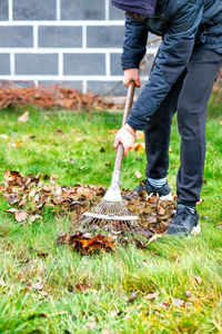 The gardener's hands take care of the green lawn, raking fallen leaves from the green grass.