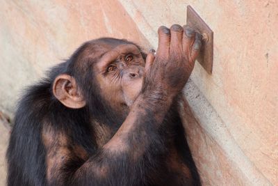 Close-up of monkey on wall