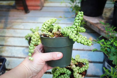 A hand holding a dragon jade plant in a pot.