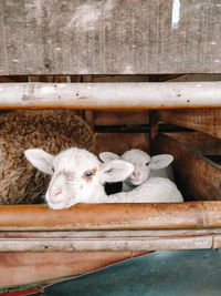 Portrait of sheep in pen