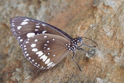 Close-up of butterfly on leaf