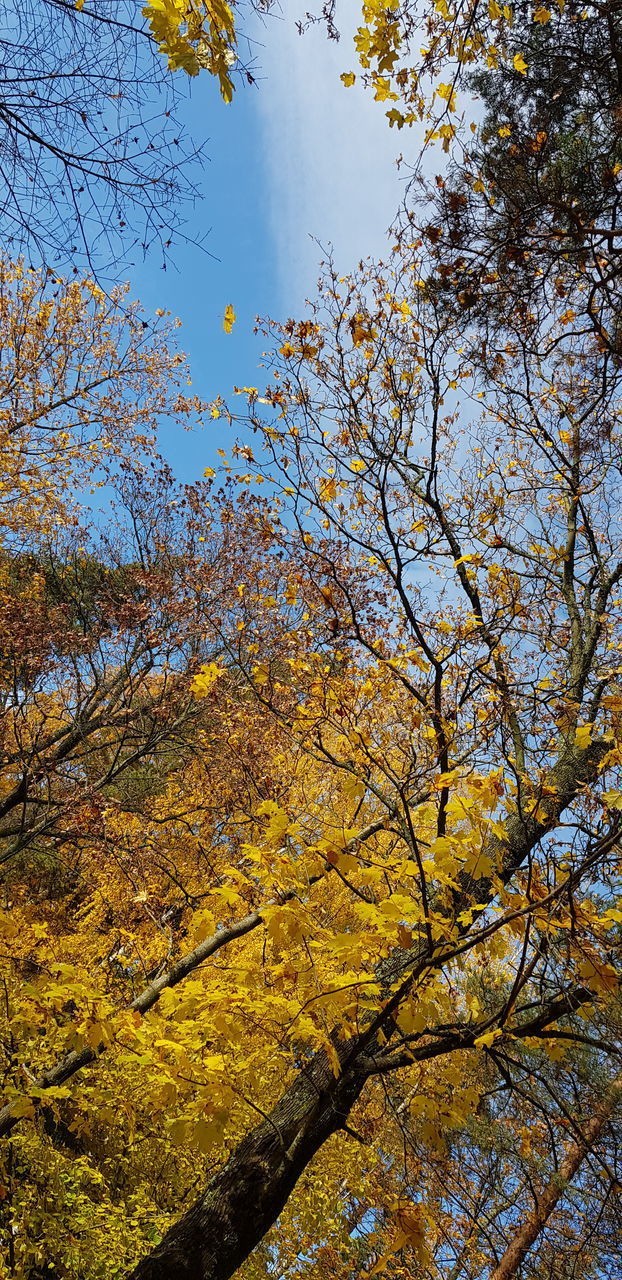 LOW ANGLE VIEW OF AUTUMN TREES AGAINST SKY
