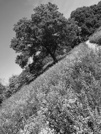 Low angle view of trees on field against sky