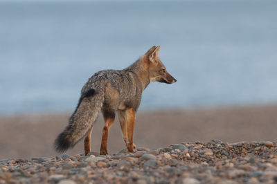 Portrait of fox standing on beach