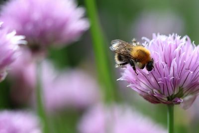 Close-up of bee pollinating on pink flower