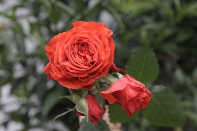 Close-up of red flower blooming outdoors