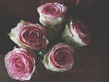 Close-up of pink rose