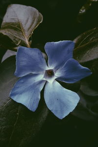 Close-up of white flowers