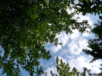 Low angle view of trees in forest against sky