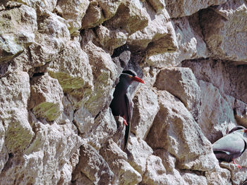 Rear view of person on rocks