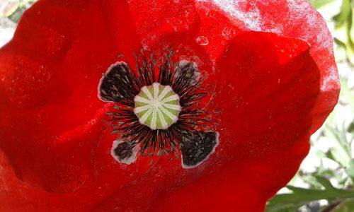 Close-up of red poppy blooming outdoors