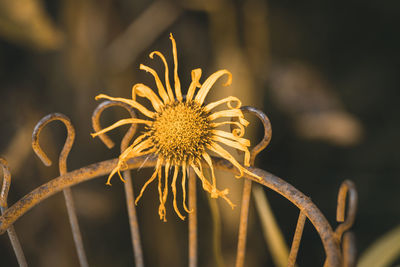 Close-up of wilted flower against blurred background