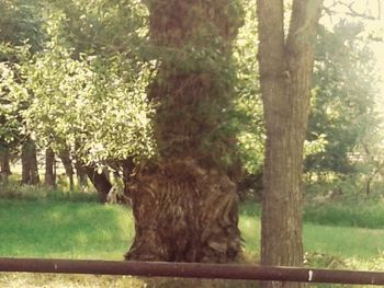 Trees in forest