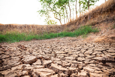 Surface level of dry grass on field