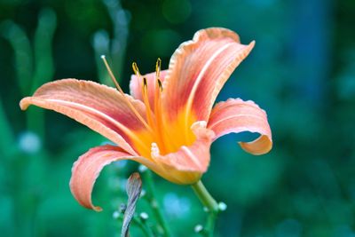 Close-up of pink flower blooming in garden