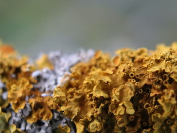 Close-up of water drops on plant