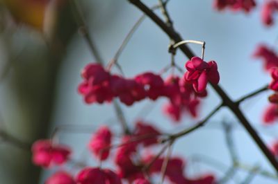 Close-up of pink flowers on branch