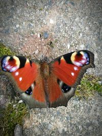 Close-up of butterfly